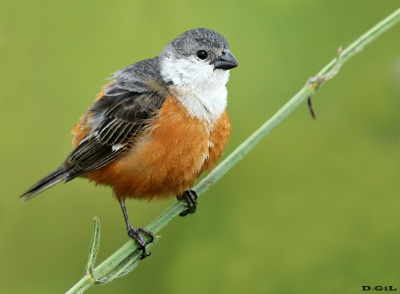 CAPUCHINO PECHO BLANCO (Sporophila palustris) - Bañado en Ruta 15 - ROCHA (Enero 2017)